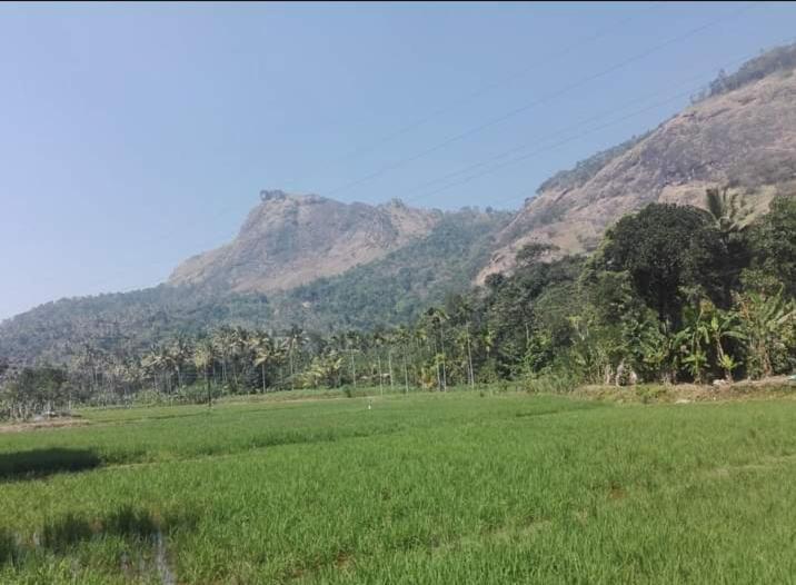 Munnar Lush Greens Eksteriør billede